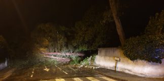 Els arbres que han provocat el tall a Pineda de Bages. - Foto: Ajuntament de Sant Fruitós.